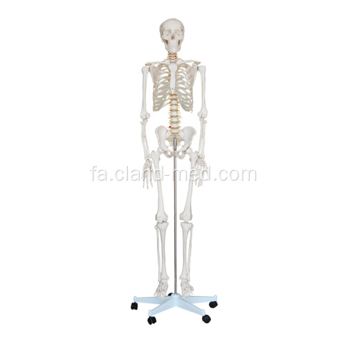طول عمر اسکلت 180cm قد بلند